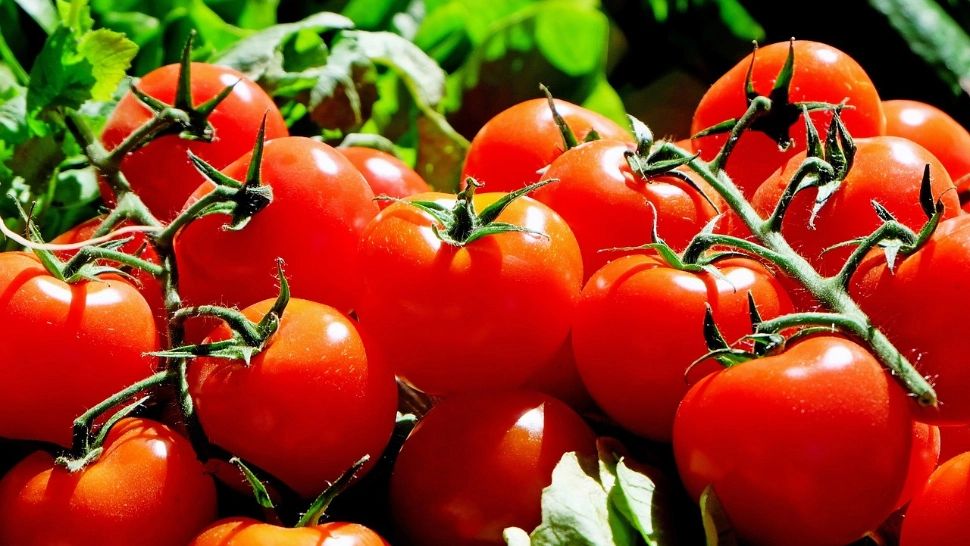 Roșiile, la producători 50 de bani, la comercianți 6 lei. Fermieri:„Mai bine le aruncăm pe câmp decât să le dăm gratis”