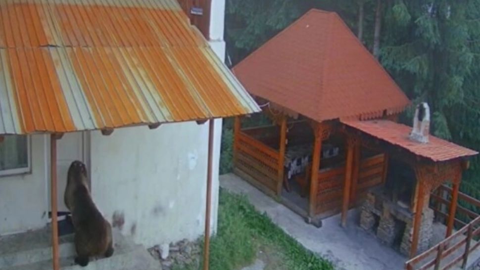 Un urs a decis să se „cazeze” într-o cabană din Rânca. Autoritățile i-au stricat planurile turistice 