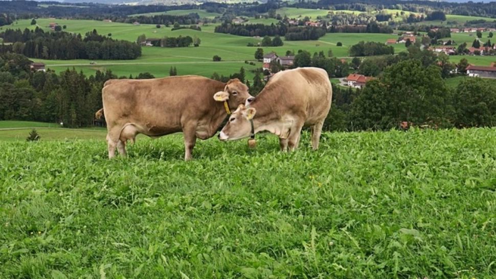 Povestea tulburătoare a doi fraţi din Argeș, de 12 și 14 ani, care au abandonat vitele şi au fugit. Viața micuților, un coșmar: cum au fost găsiți