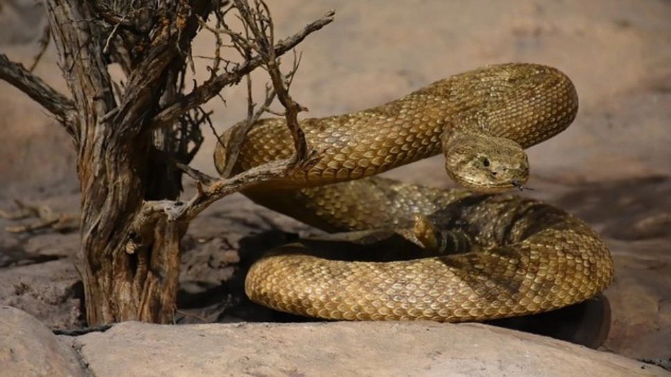 Turist mușcat de viperă, în munții României. SMURD, intervenție contracronometru. HARTA roșie: în ce zone din țară riscăm să dăm peste cel mai veninos șarpe