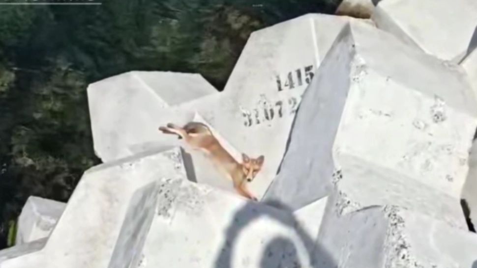 Vulpea-turist, surprinsă în Eforie Nord. Face plajă și se relaxează pe dig