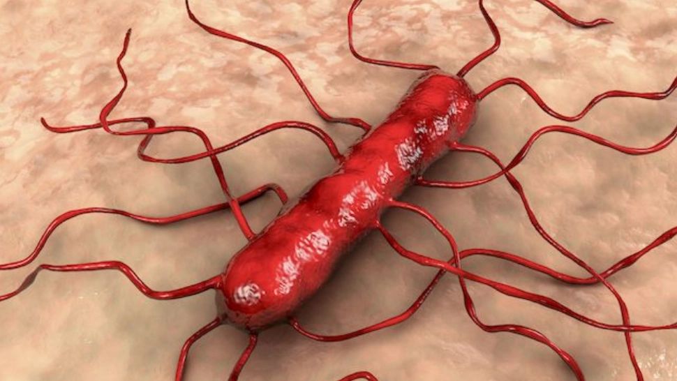 Alertă alimentară: LISTERIA face primele victime: 3 morți după ce au băut milkshake - Simptomele infecției bacteriene