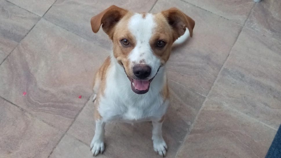 Pot câinii să „simtă” oamenii răi cu adevărat? Testele care au dovedit capacitatea incredibilă a prietenilor blănoși