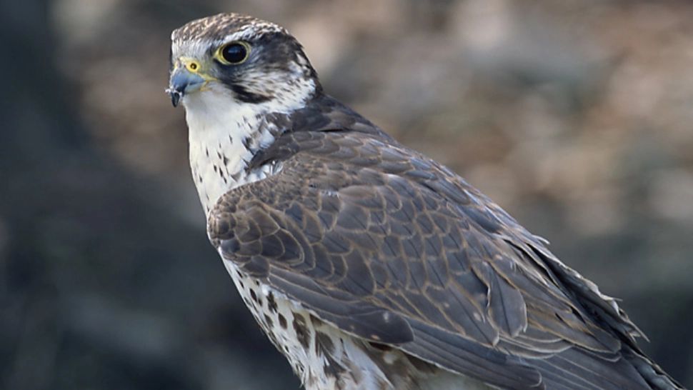 În România trăiește una din cele mai rare păsări de pe planetă. Specia este pe cale de dispariție, mai sunt doar câteva exemplare în lume