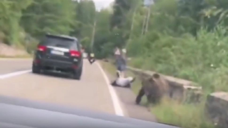 Inconștiență dusă la extrem! Turist atacat de ursul pe care a încercat să-l hrănească - VIDEO
