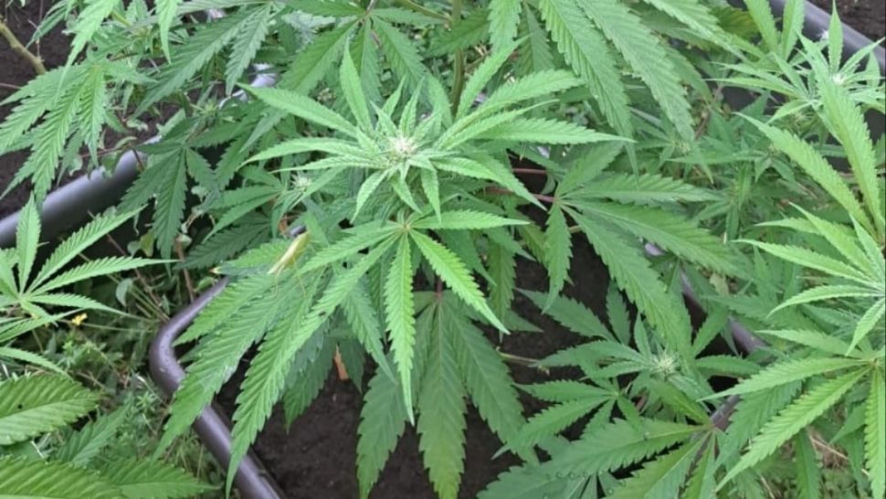 Plantație de canabis la ghiveci, într-o livadă din Caraș-Severin! Liderul grupării, prins drogat la volan - Ce riscă bărbatul