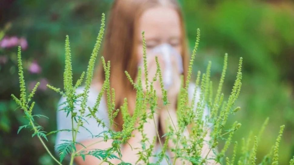 Creștere alarmantă a alergiilor provocate de ambrozie. Avertisment al Societății Române de Alergologie