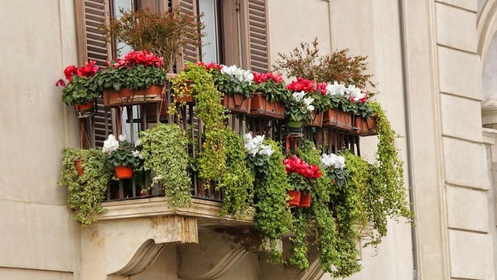 Amestecul pe care trebuie să-l pui în ghiveci pentru o înflorire rapidă. Trucul simplu care îți transforma balconul într-o grădină