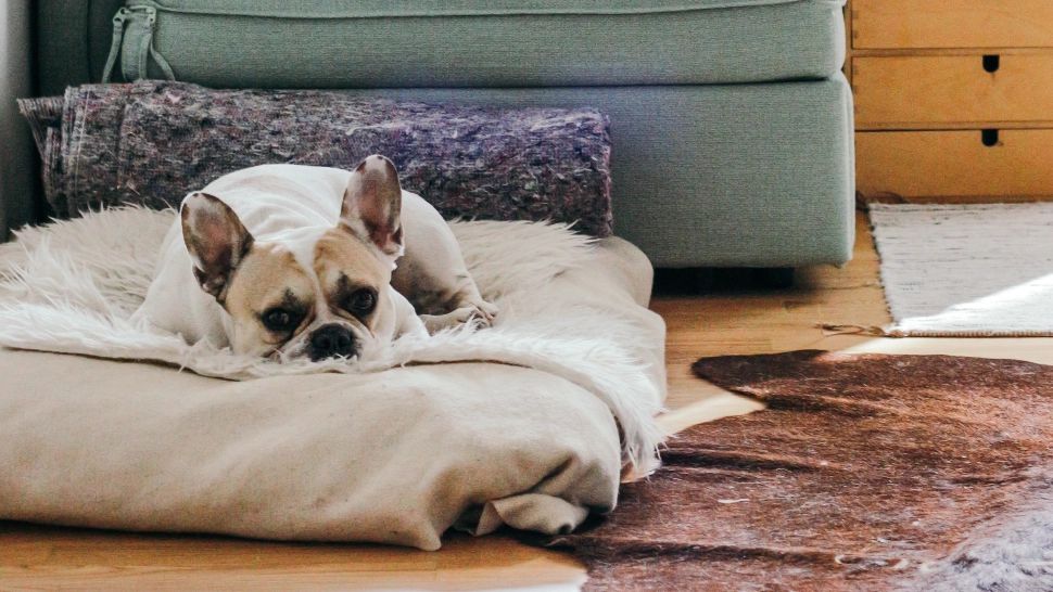 Ai aceste obiecte în casă? Trebuie să le arunci imediat la gunoi! Atrag tristețea și lacrimile