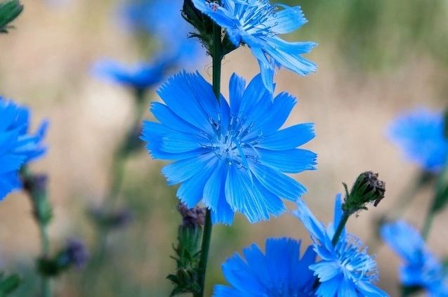 Planta pe care mulți o rup sau o calcă în picioare, cel mai bun leac împotriva diabetului și creșterii în greutate