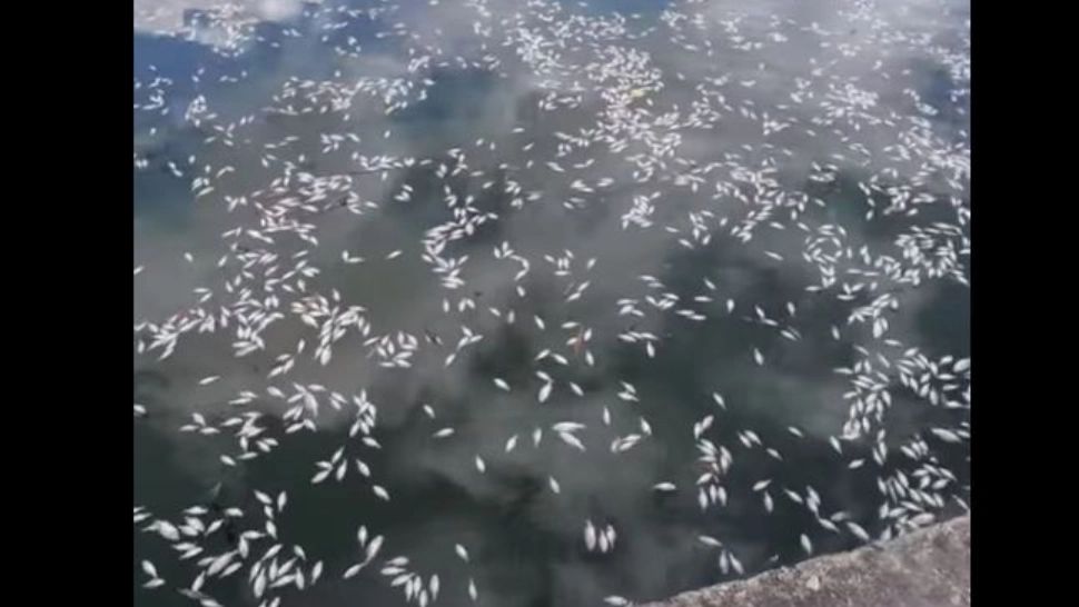 Dezastru ecologic la Cluj - Imagini terifiante, miros greu de suportat - Autoritățile nu au luat nicio măsură