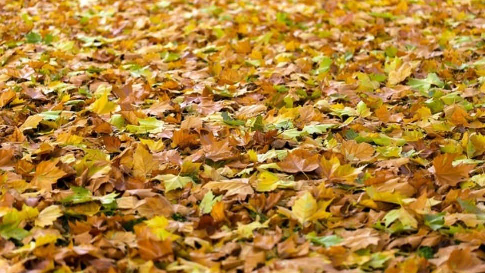 Prognoza meteo pe două săptămâni: zonele unde se instalează toamna. Schimbări radicale: cum va fi vremea până pe 3 septembrie