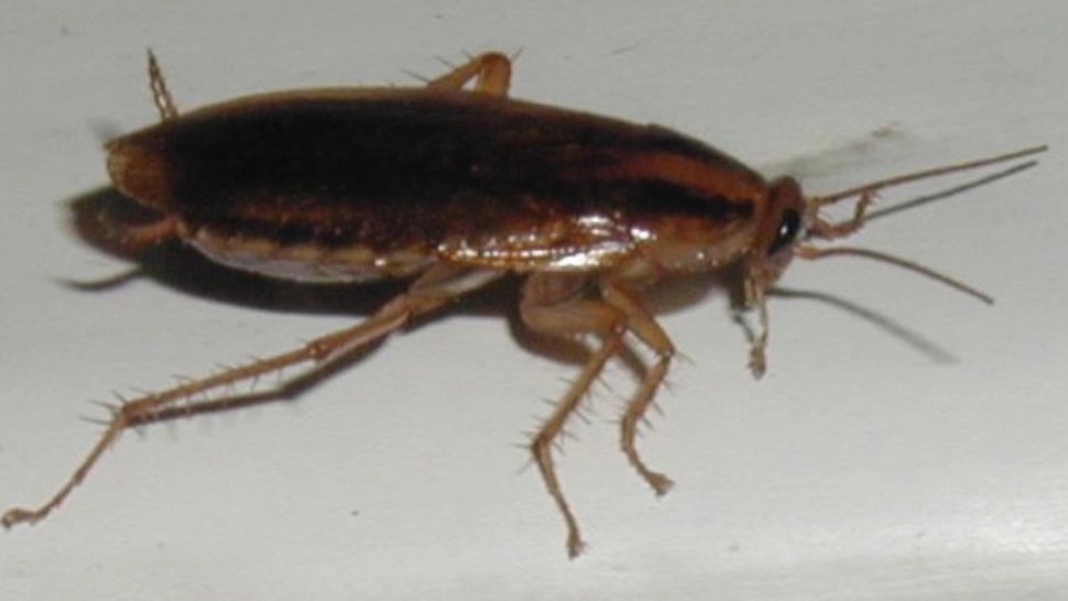 SJU Botoșani, din nou în centrul unui scandal. O mămică a plecat cu copilul din spital, după ce a văzut un gândac pe peretele salonului 