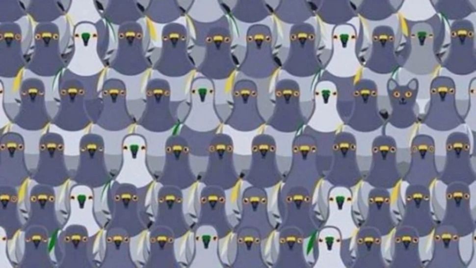 Poți să găsești pisica ascunsă printre porumbei? Ai la dispoziție doar 5 secunde