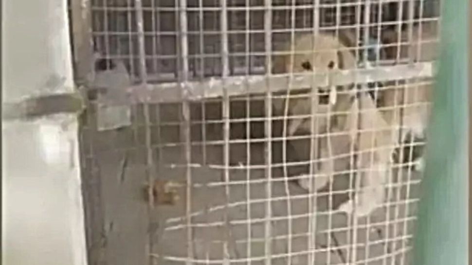 O grădină zoologică din China a expus un Golden Retriever și a încercat să păcălească vizitatorii spunându-le că e LEU