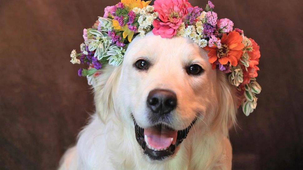 Rasele de câini terapeutici. Iubitori și empatici, ajută la calmarea anxietății si îmbunătățesc starea de spirit