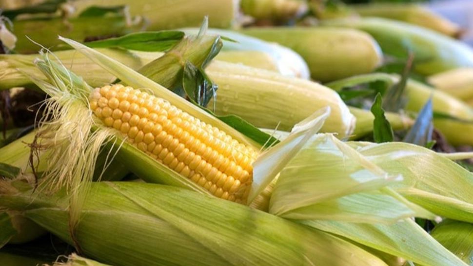 UE, aproape de o criză alimentară. Va fi nevoită să facă importuri masive de porumb