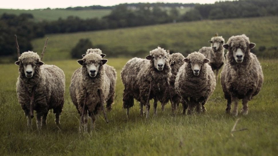 S-a deschis prima academie pentru ciobani 