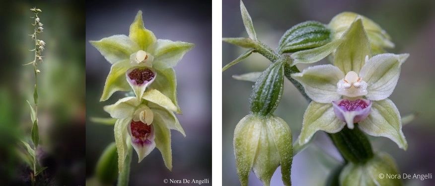 O nouă specie de orhidee a fost descoperită în Munții Bucegi: Flori discrete, atârnate ca un pandantiv - de ce această plantă a uimit cercetătorii 