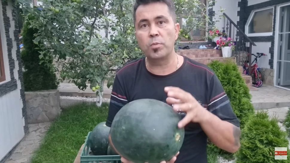 Cum să alegi cel mai bun pepene. 5 sfaturi de la un fermier