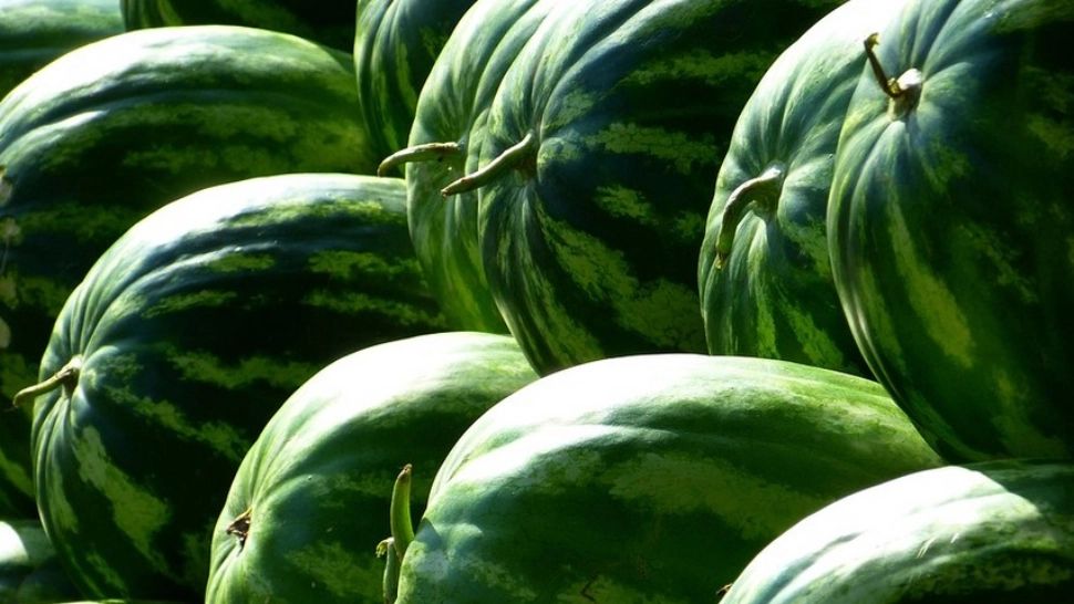 Când apar, de fapt, pepenii de Dăbuleni. Adevărul ținut ascuns de comercianți 