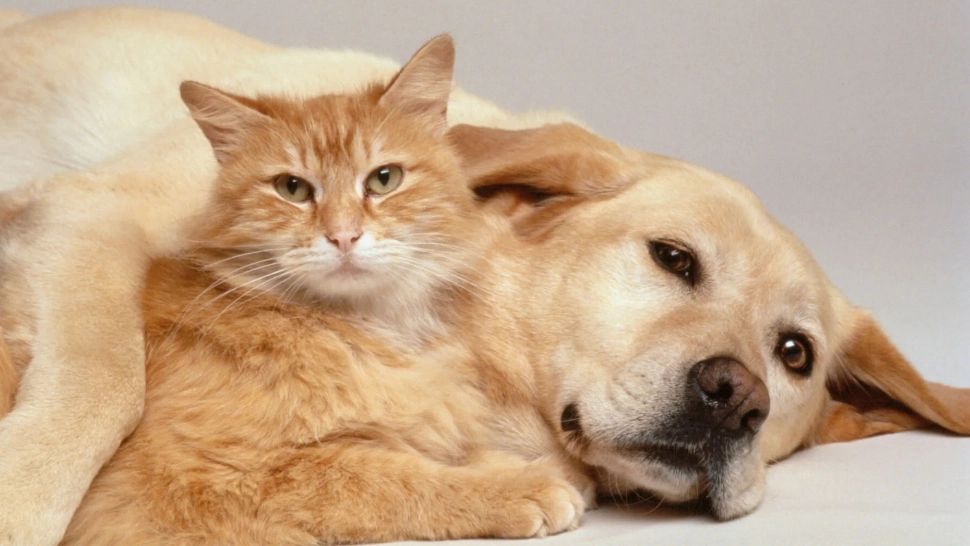 Motivul pentru care pisicile nu pot fi dresate precum câinii