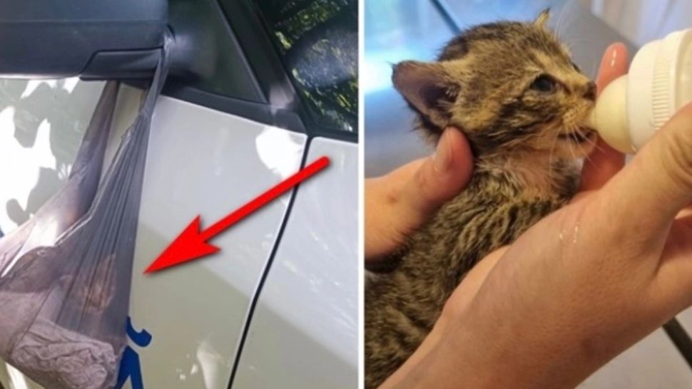 Amenda usturătoare primită de un bărbat care a abandonat un pisoi într-o pungă de plastic, de oglinda unei ambulanţe veterinare 