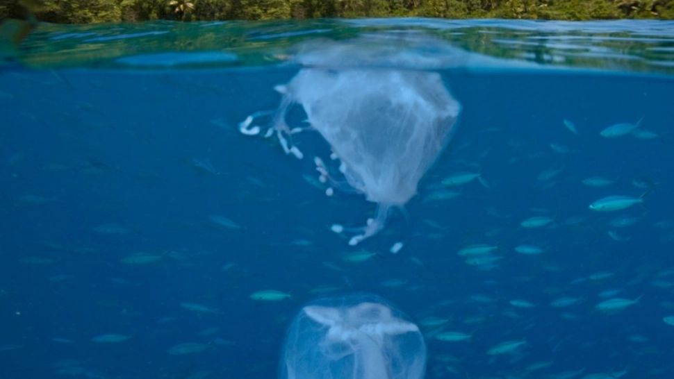 Meduze carnivore și rapana fac prăpăd în Marea Neagră. Specialiștii sunt în alertă