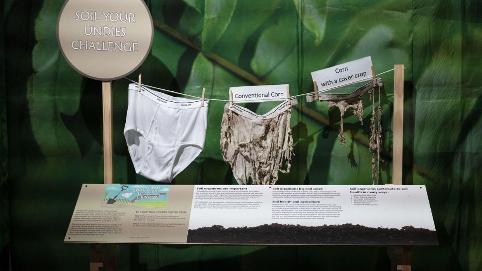 Ce se întâmplă dacă-ți îngropi chiloții în gradină? Efectul este neașteptat