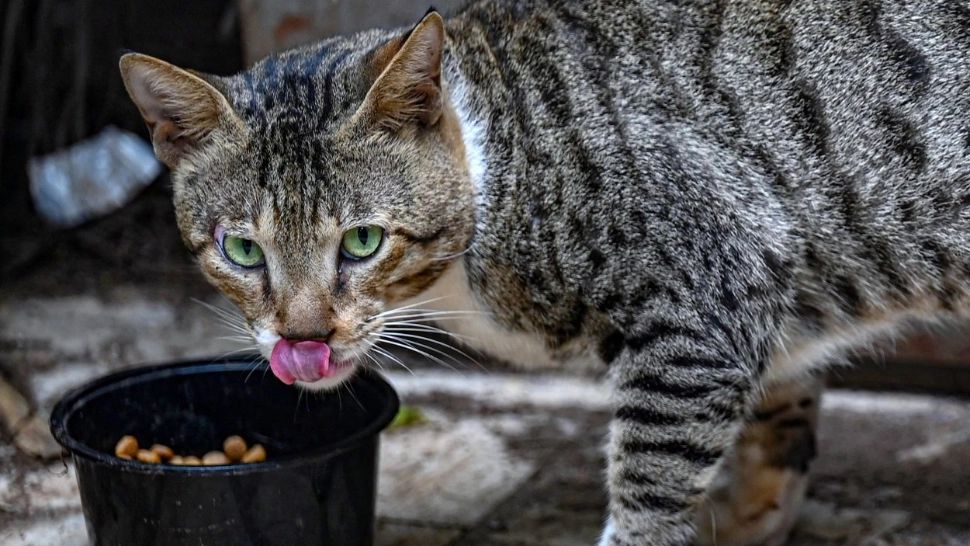 Visezi că mănânci hrana pentru pisici?  Ce semnificație are o astfel de viziune