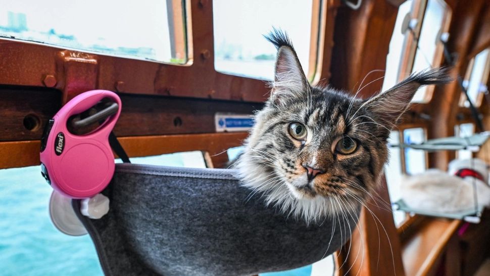 Iahtul pisicilor aristocrate. Imagini de vis de pe iahtul felinelor, cea mai nouă fiță la Singapore - GALERIE FOTO