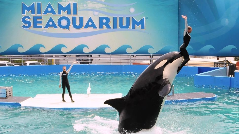 O balenă a murit după 50 de ani de captivitate, în timp ce era pregătită pentru a fi eliberată