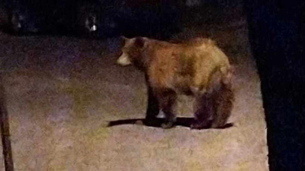 Ursul "Rambo" se plimbă liber pe străzile din Ploiești în timp ce autoritățile nu reușesc să-l prindă - Măsuri speciale