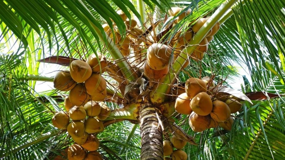 Rețete de casă pentru un păr sănătos - Ingredientele magice de care nu știai