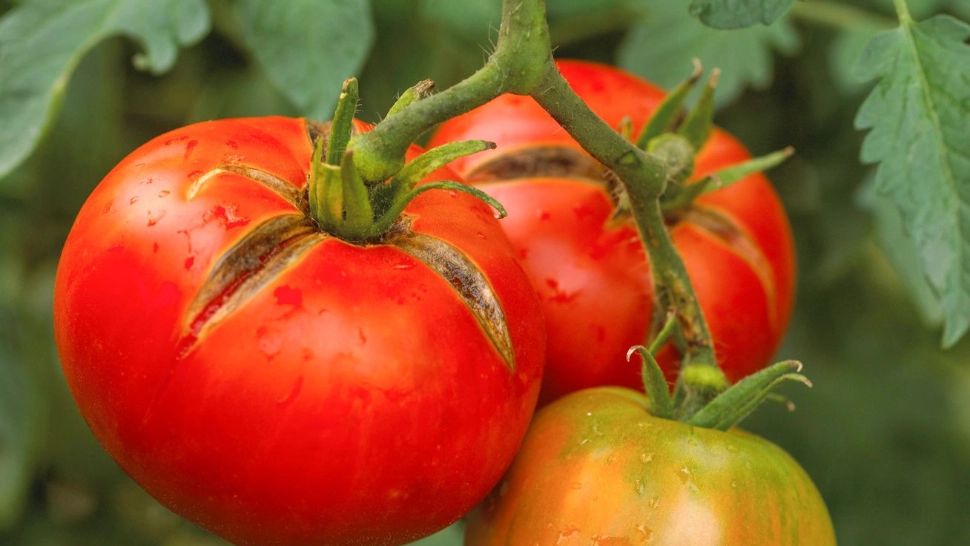 Ce se întâmplă în corpul tău dacă mănânci cel puțin o roșie în fiecare zi - Efectele sunt vizibile foarte rapid