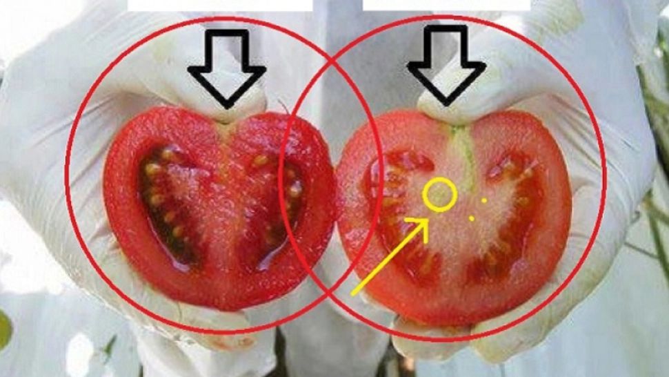 Cum deosebești roșiile sănătoase de cele pline de chimicale și hormoni
