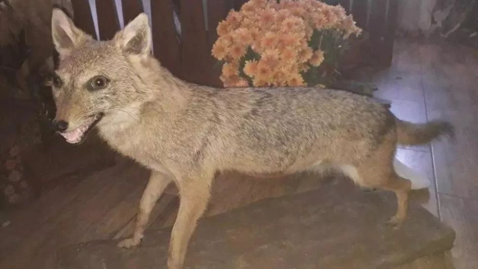 Haită de șacali, gonită cu ajutorul jandarmilor. Animalele fac legea pe dealurile din Buzău