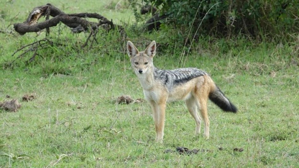 Caz șocant, în România: femeie mușcată de șacal, în timp ce încerca să-și salveze câinele 