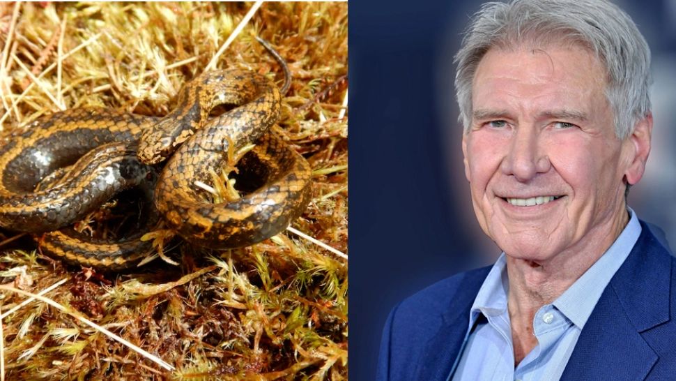 O nouă specie șarpe a fost denumită după Harrison Ford. Ce zice actorul că are în comun reptila