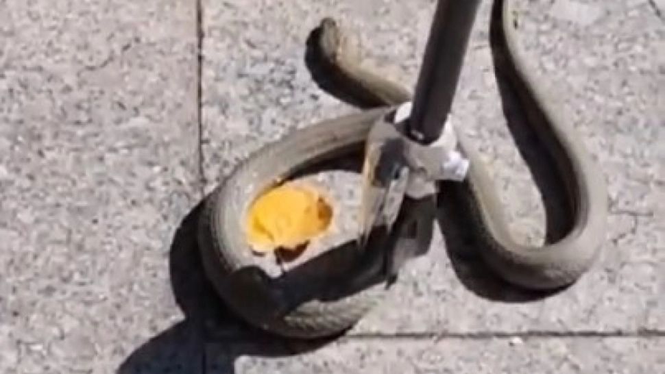 Șarpe imens, prins în apropierea unei terase de fițe din Galați. Reptila s-a plimbat prin parc- VIDEO