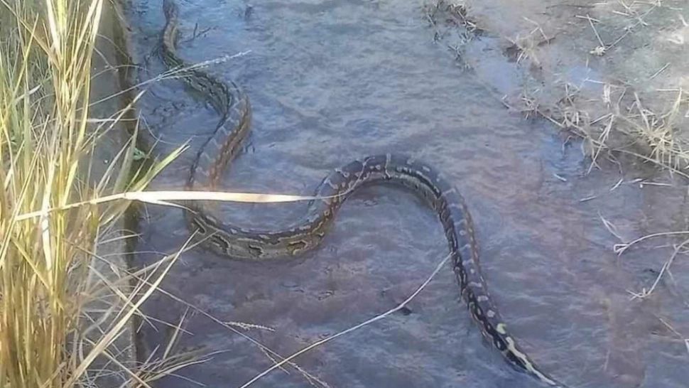 Uite ce șarpe au fotografiat la Ciucaș! E piton?! Știrea care a devenit VIRALĂ