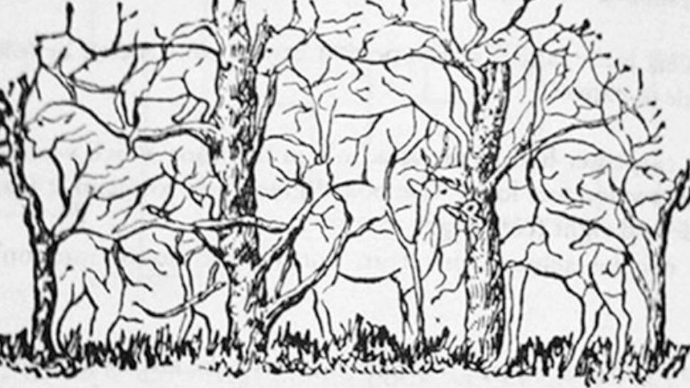 Test rapid de personalitate – cum te definește primul animal pe care îl observi în imagine!