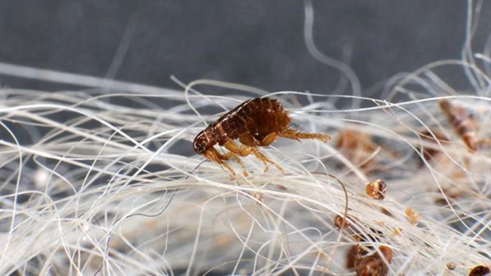 Cum scăpăm de puricii din casă cu soluții naturale ce nu fac rău nici animalelor de companie - 7 remedii naturale