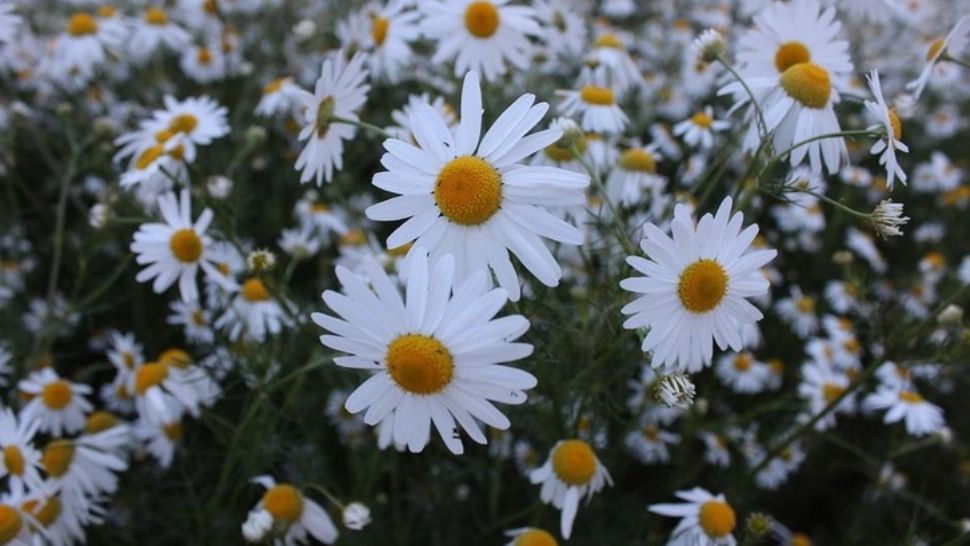 Prognoza meteo pe o lună: vreme neobișnuită, răcire accentuată. ANM anunță oscilații periculoase în septembrie 