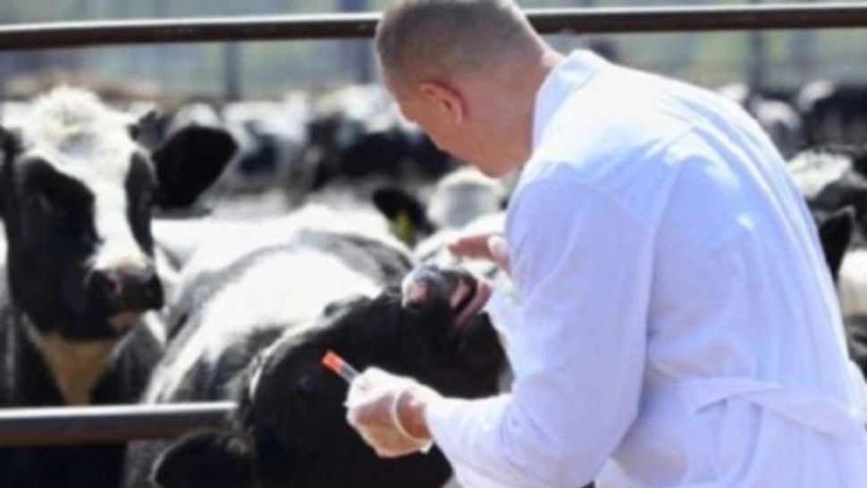 Medici veterinari FALȘI, în România - Cum ar fi obținut diplome: Investigație de amploare