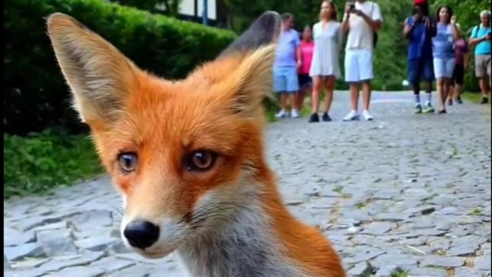 Vulpița de Peleș, vedetă pe rețelele de socializare. Cum a cucerit simpaticul animal o țară întreagă? - VIDEO