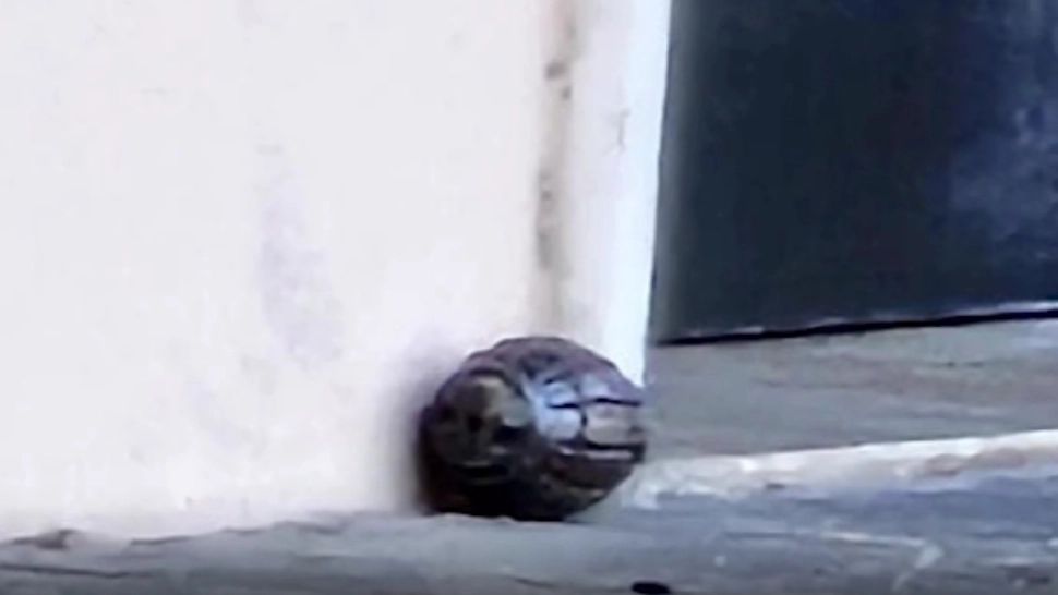 Copilul unui român, trimis afară cu o grenadă să se joace "de-a războiul"! Momente de panică în Italia