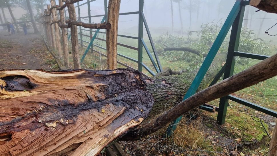 Vreme extremă în țară: străzi inundate și zeci de copaci SMULȘI - Localități fără curent electric din cauza furtunii