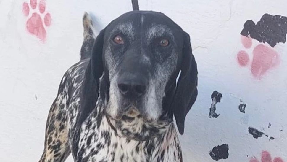 Două persoane, atacate de un câine în Sectorul 6 al Capitalei! Animalul a fost prins de ASPA - Ce au descoperit angajații de la Protecția Animalelor