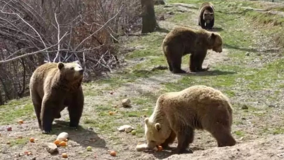 URȘII, tot mai aproape de oameni, în căutare de hrană - Invazie masivă în orașe, animal chiar lângă București